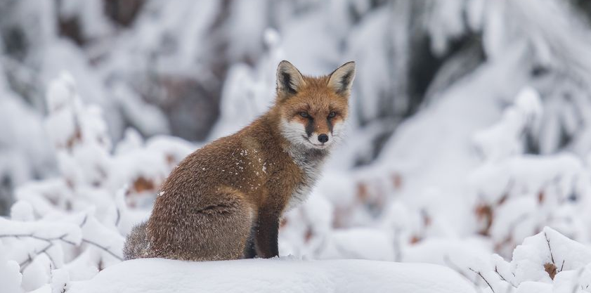 Tiere im Winterwald – Führung für Kinder